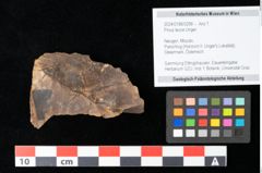 Foto (Objekt + Etikett) von Pinus leuce Unger (NHMW-GEO-2024-0188-0298)